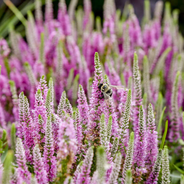 Veronica x 'Pink Potion'