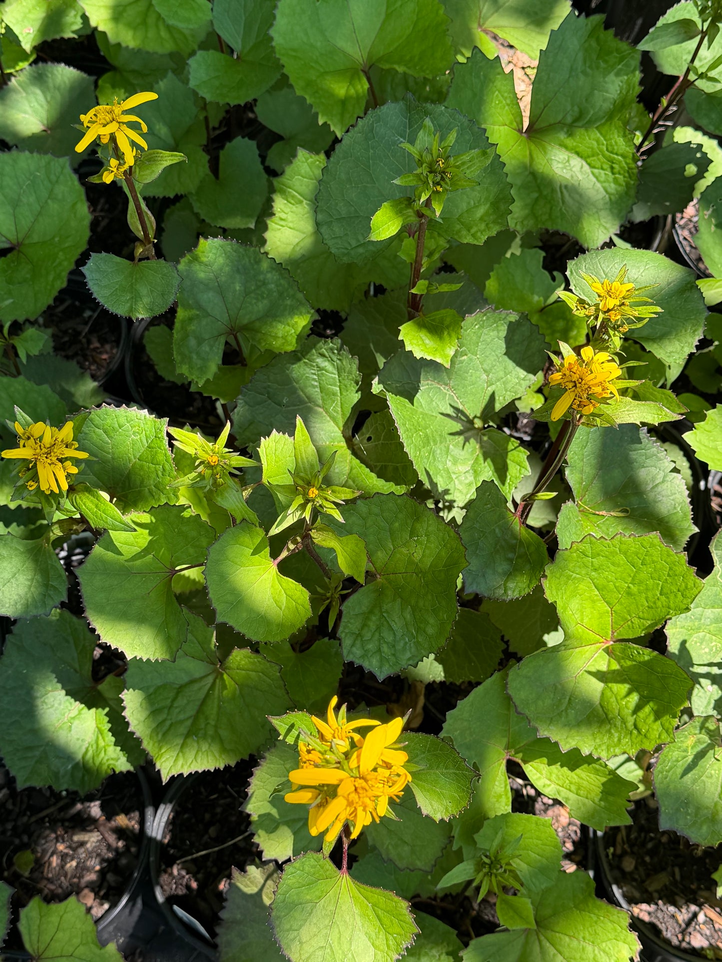 Ligularia x 'Little Lanterns'