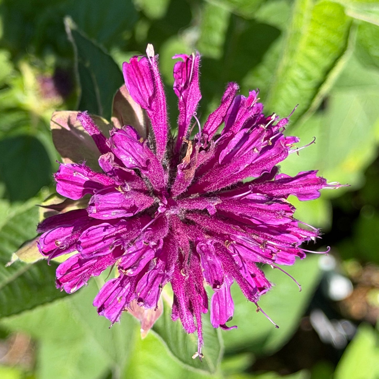Monarda didyma 'Purple Rooster' (Bee Balm)