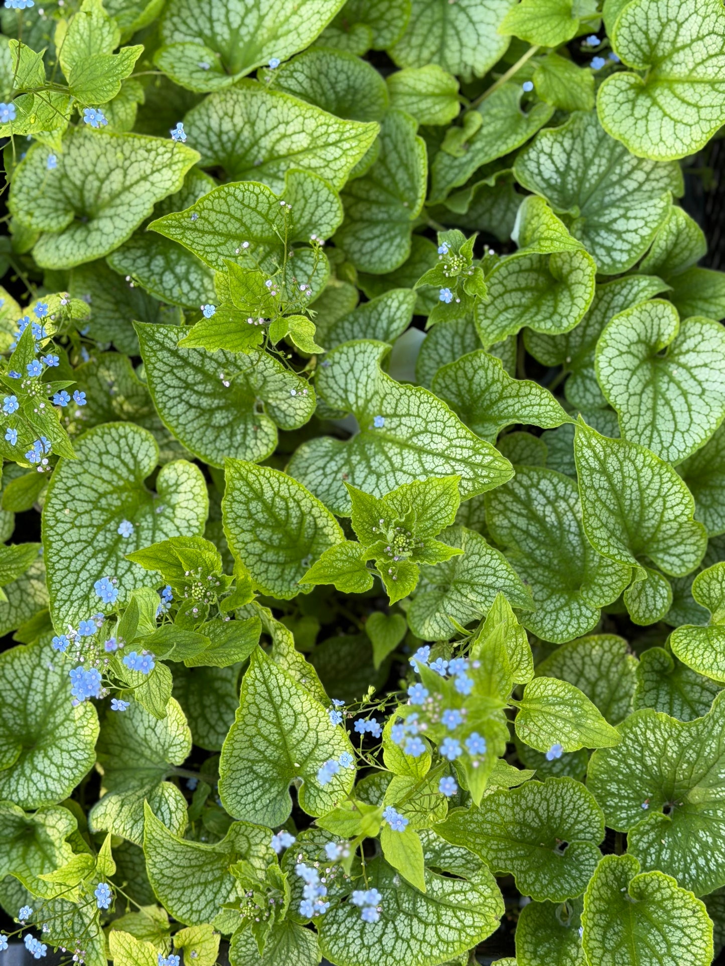 Brunnera macrophylla 'Alexander's Great'