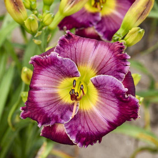 Hemerocallis 'Through A Glass Darkly'