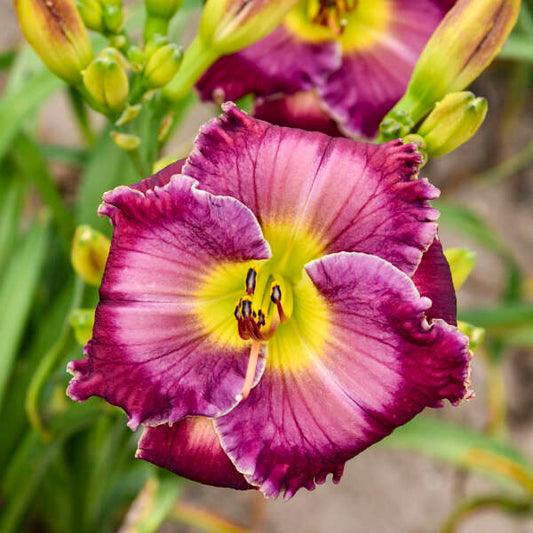 Hemerocallis 'Through A Glass Darkly'