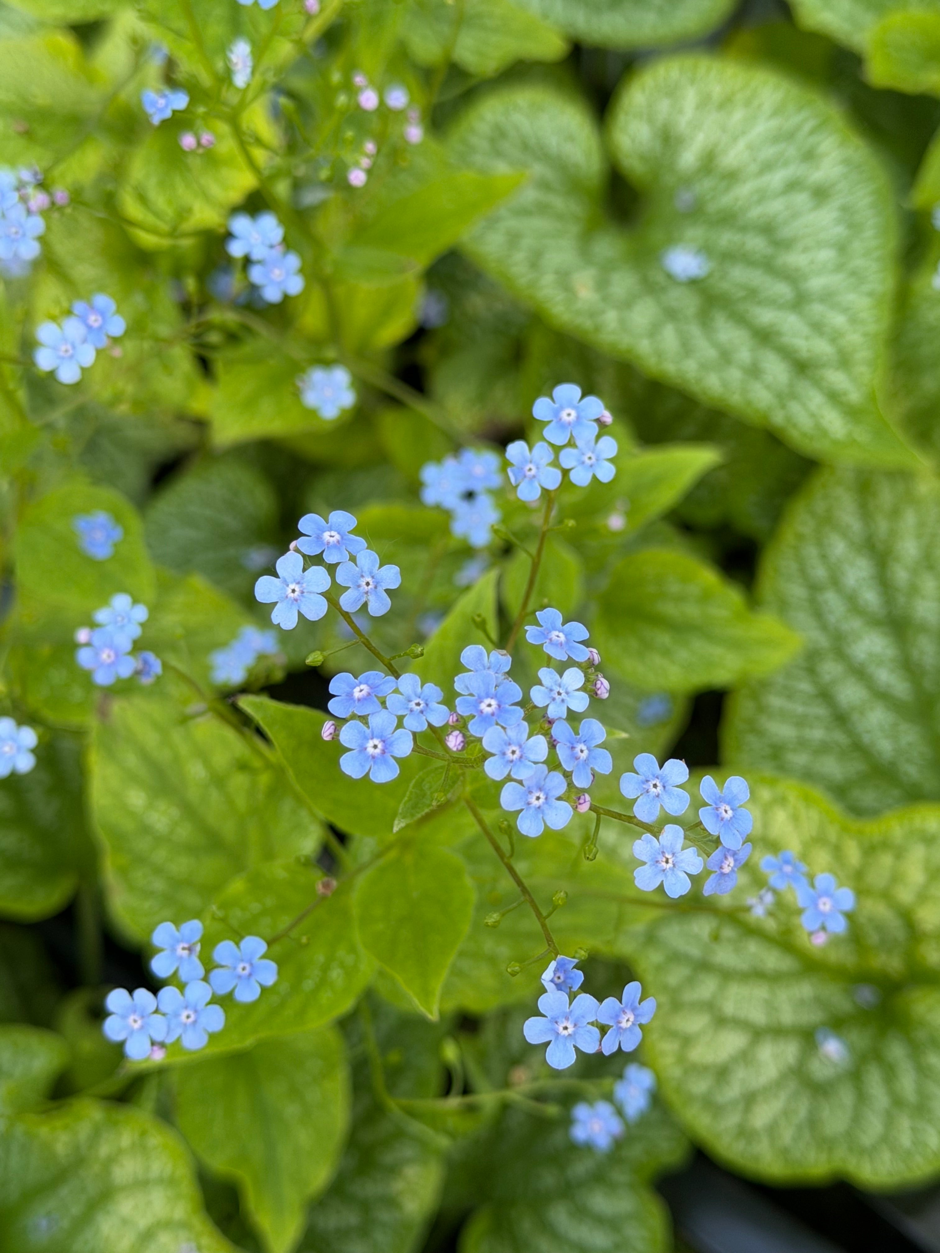 Brunnera macrophylla 'Alexander's Great' – Fieldstone Gardens Inc