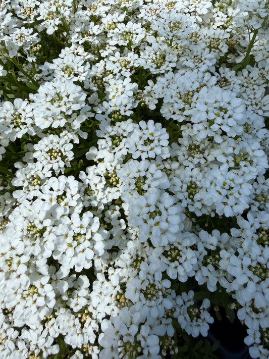 Iberis sempervirens 'Snowsation' (Candytuft)