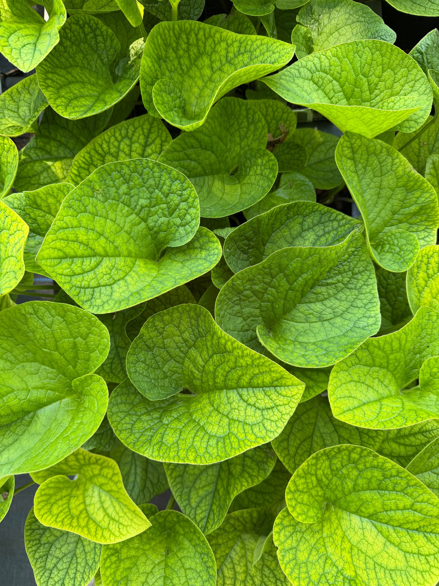 Brunnera macrophylla 'Blue' (Siberian Bugloss)