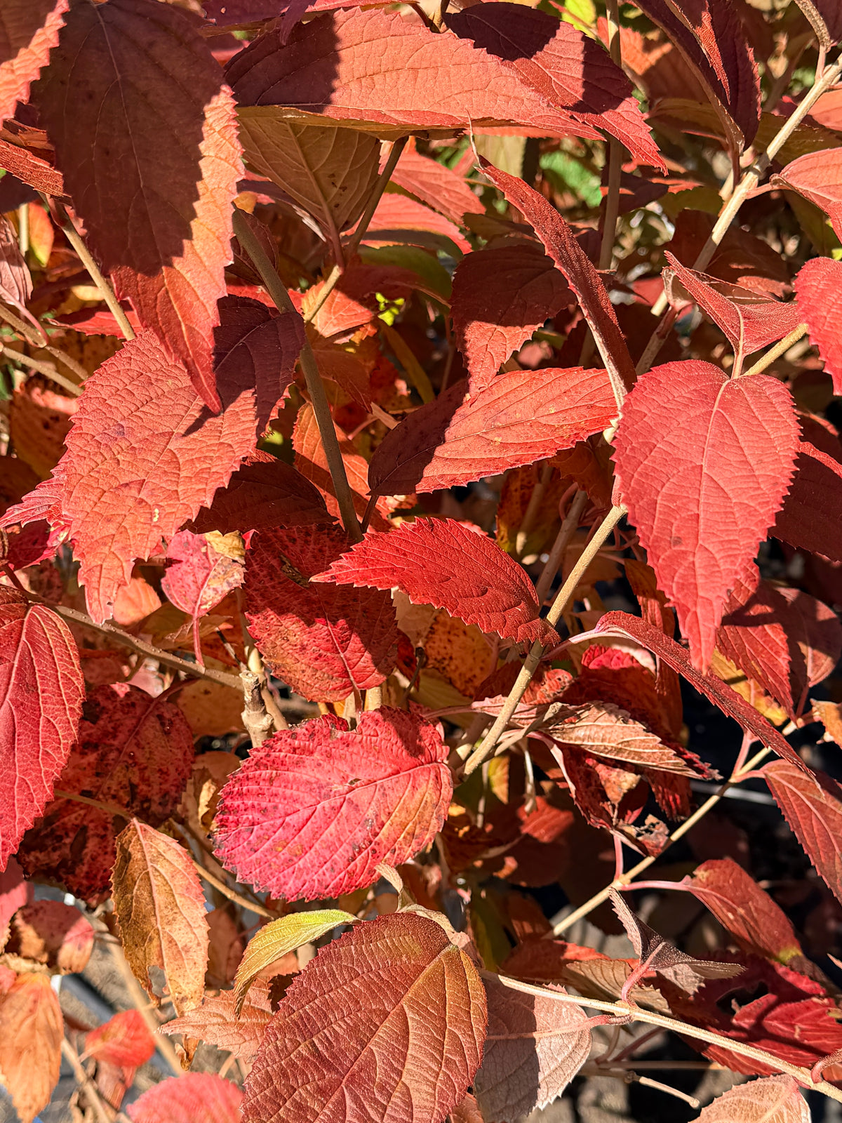 Viburnum plicatum 'Mariesii'