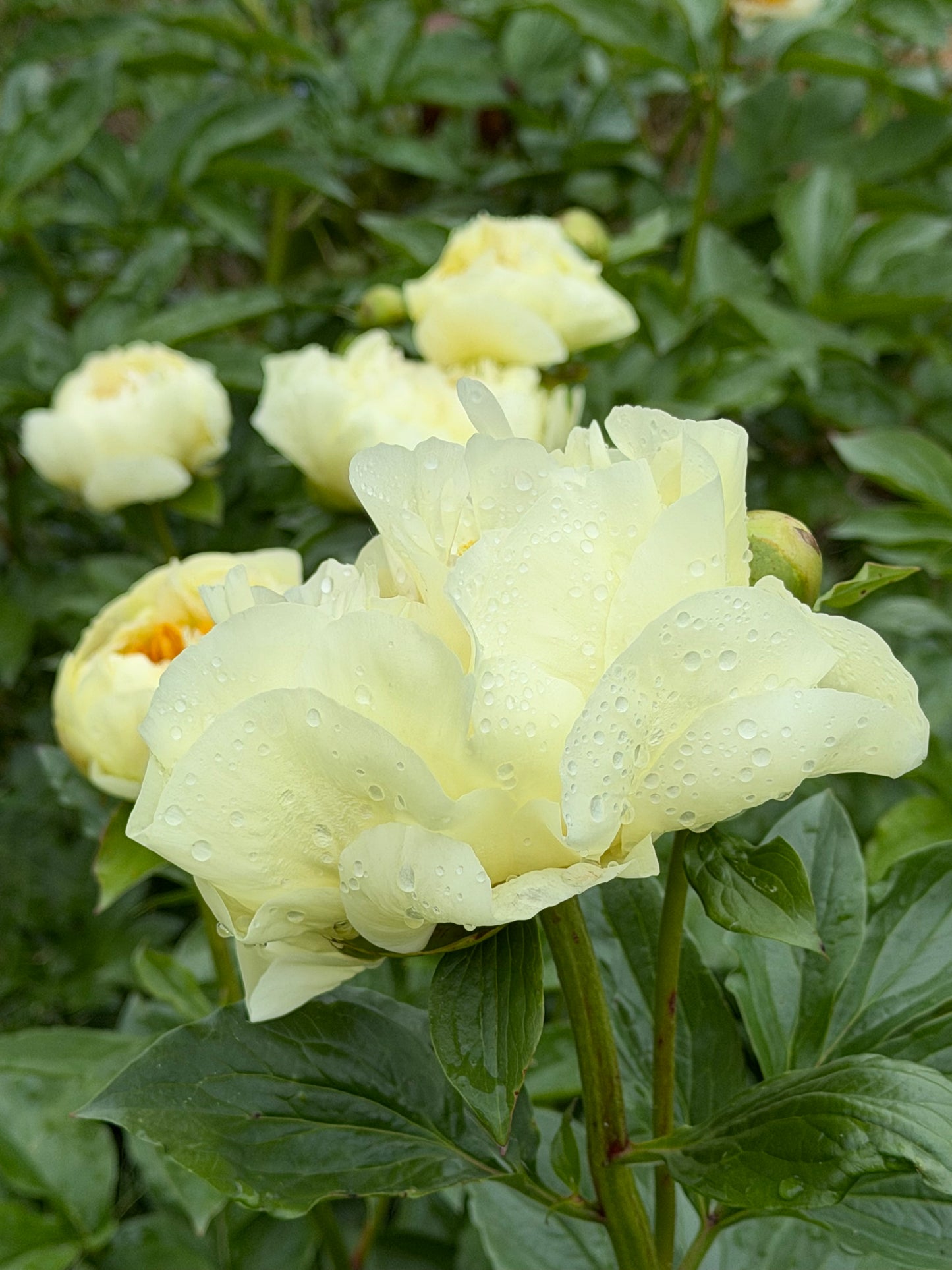 Paeonia 'Lemon Chiffon' (Herbaceous Hybrid Peony)