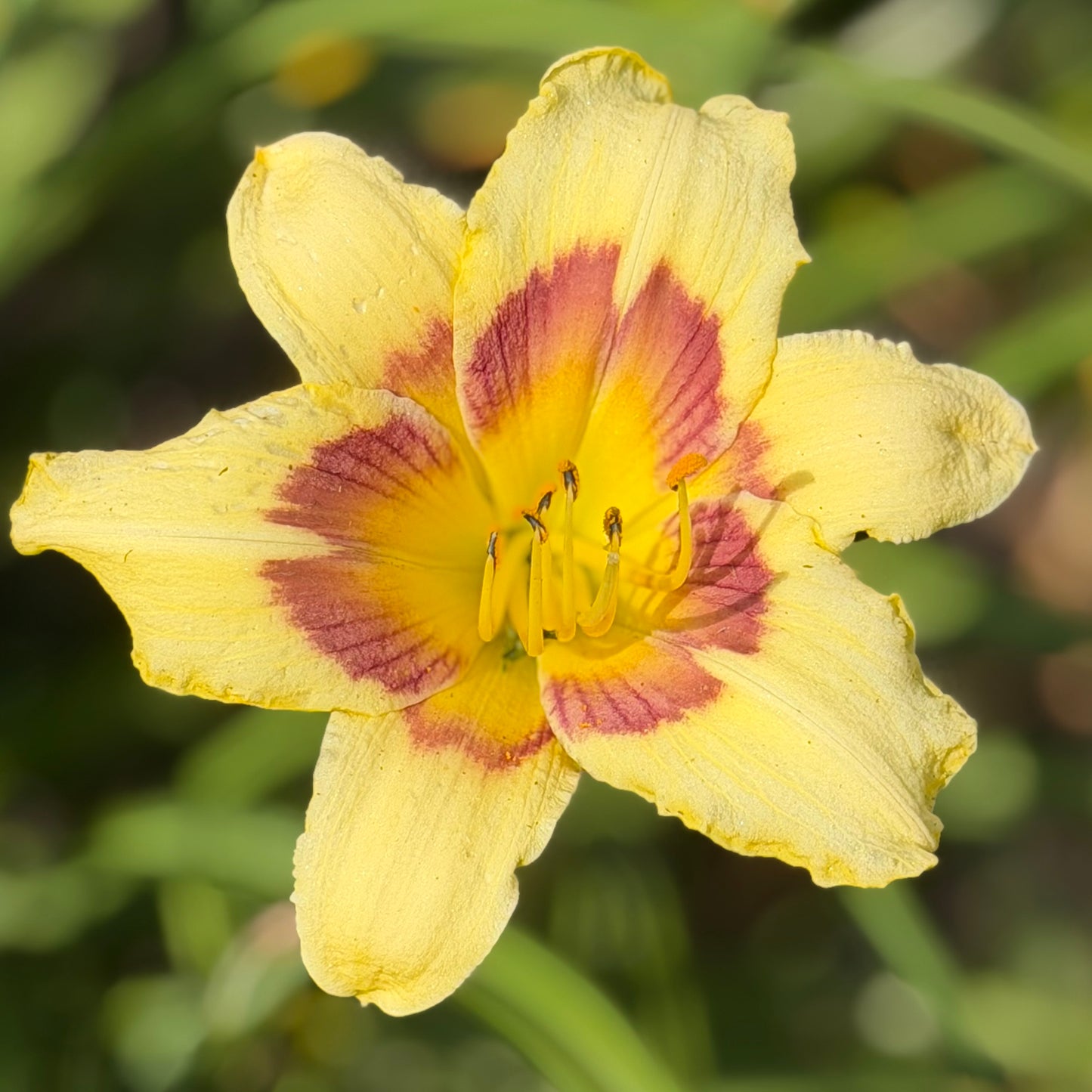 Hemerocallis 'El Desperado' (Daylily)