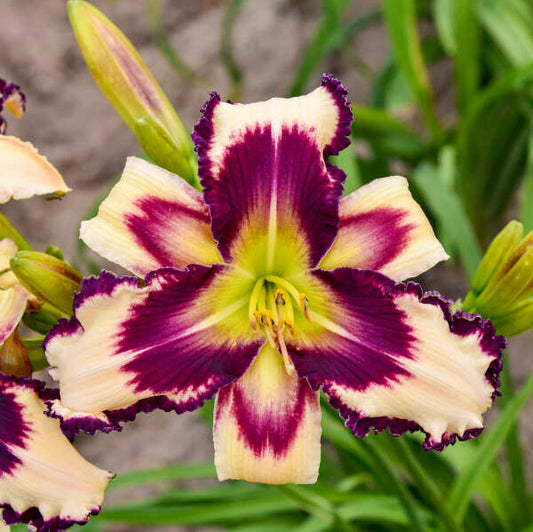 Hemerocallis 'Inscribed On My Heart'
