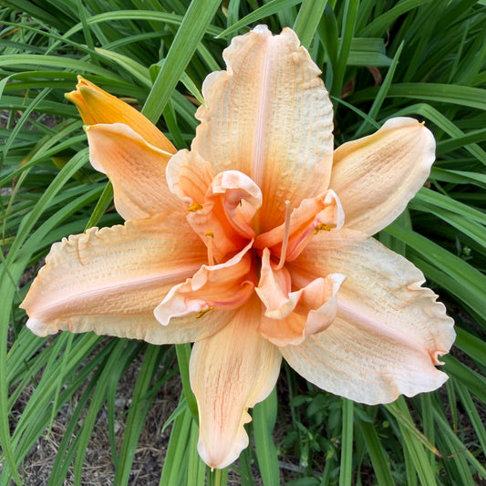 Hemerocallis 'Double Dream' (Daylily)