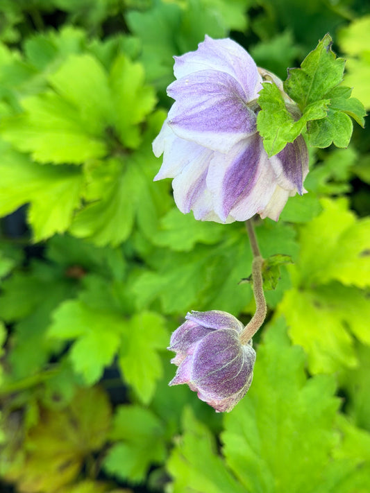 Anemone x hybrida 'Frilly Knickers™' (Japanese Windflower)