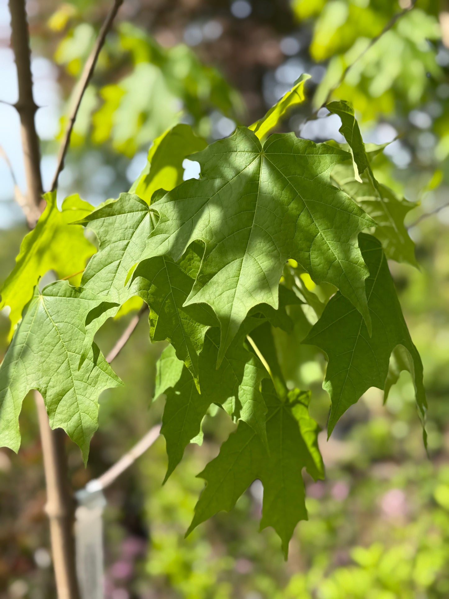 Acer saccharum 'Green Mountain' - Sugar Maple