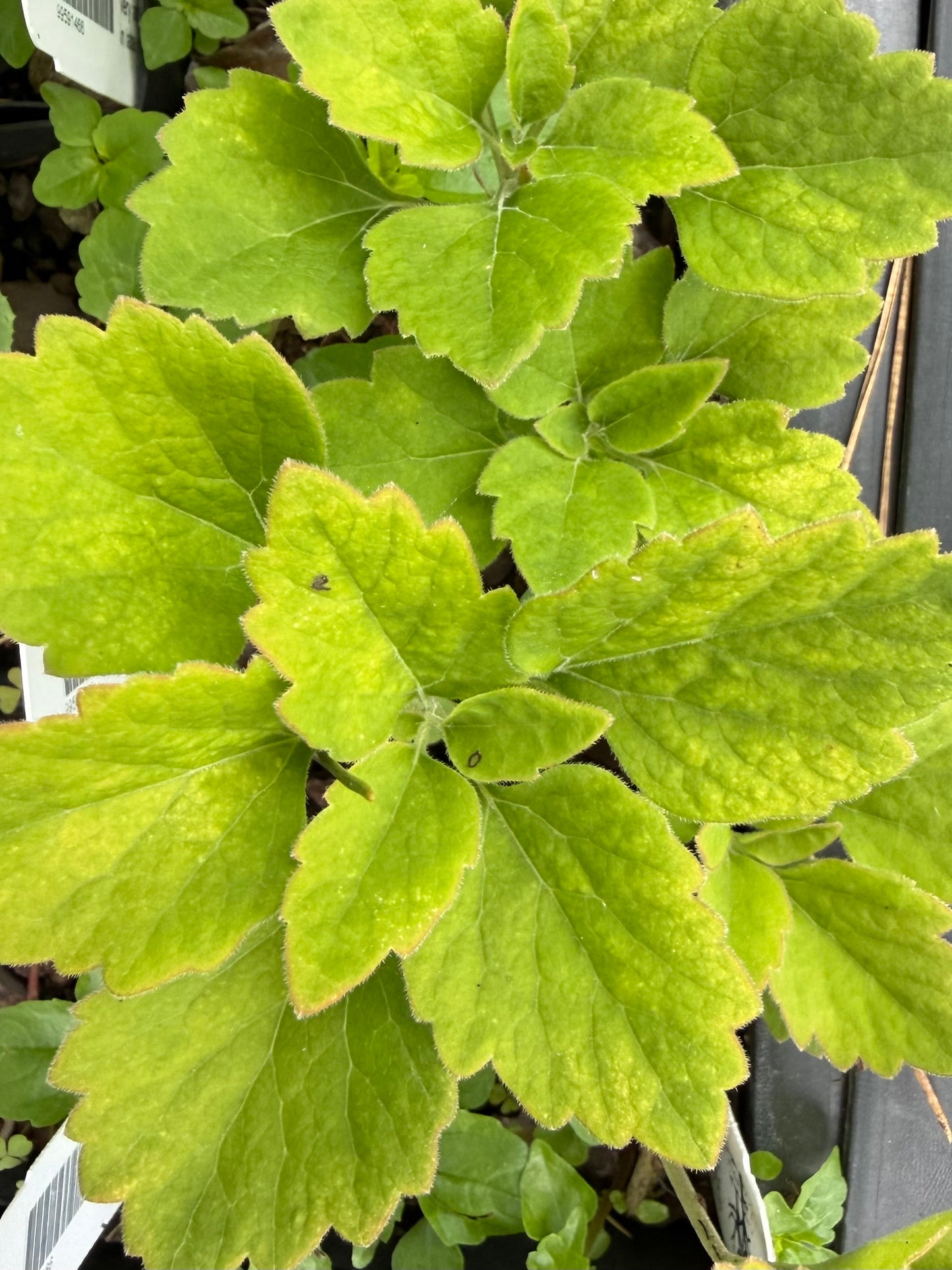 Pachysandra procumbens