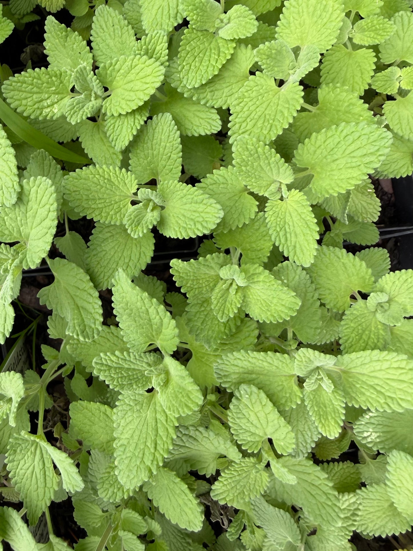 Nepeta racemosa 'Little Titch'