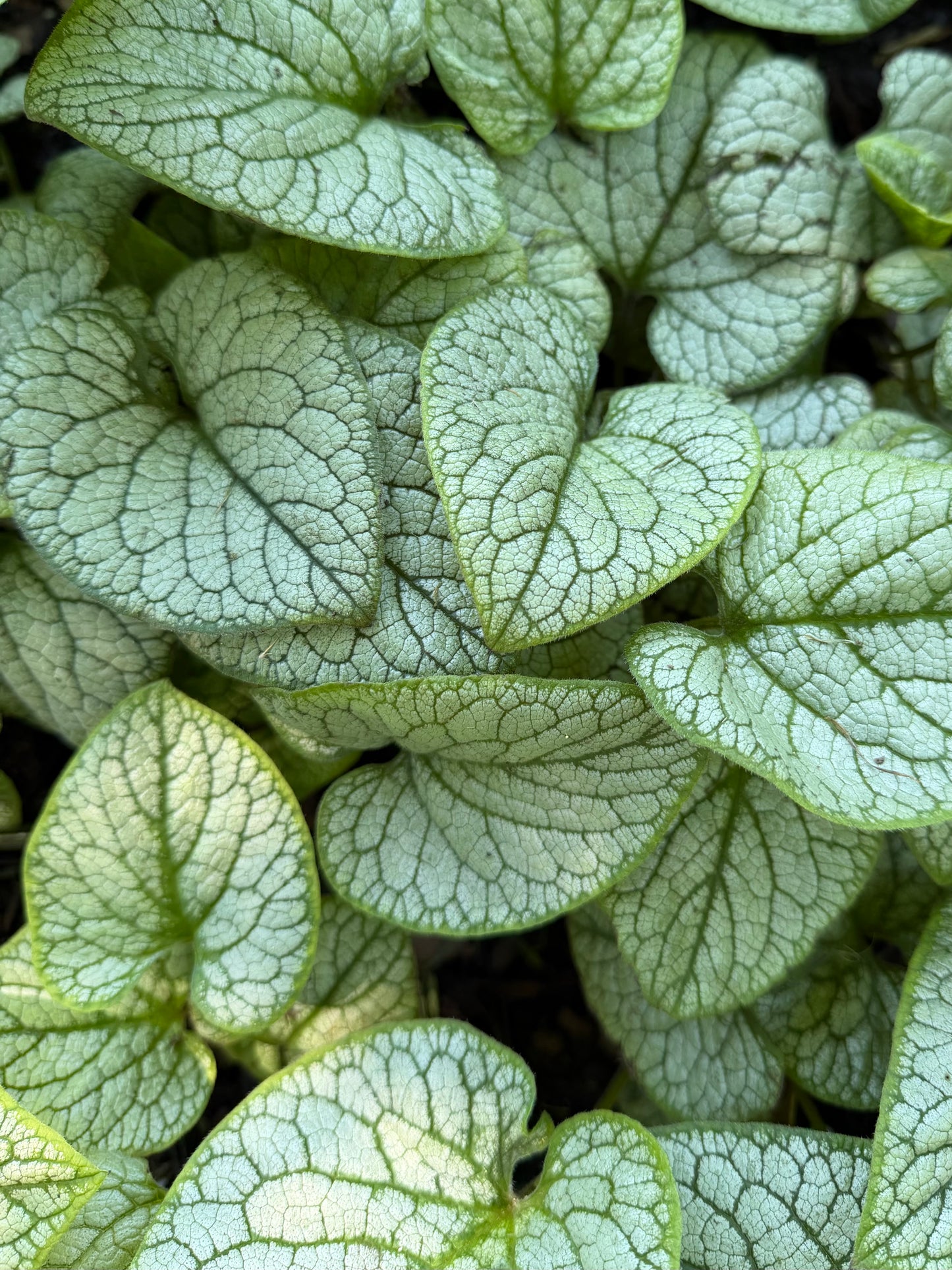Brunnera macrophylla 'Permafrost'