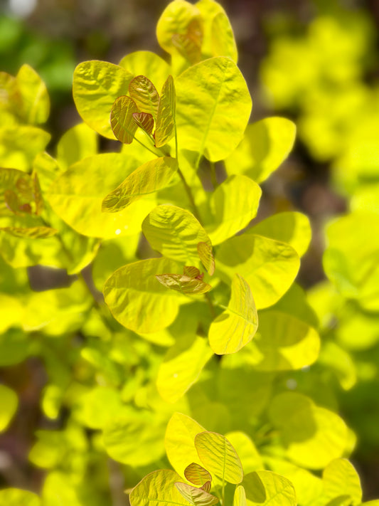 Cotinus 'Winecraft Gold' - Smokebush