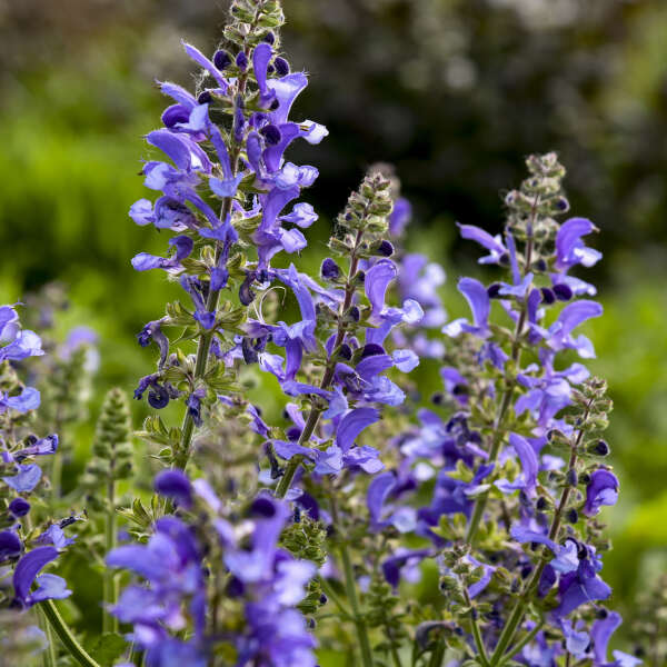 Salvia 'Big Sky'