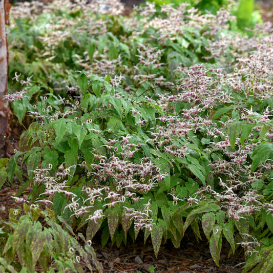 Epimedium x 'Domino'