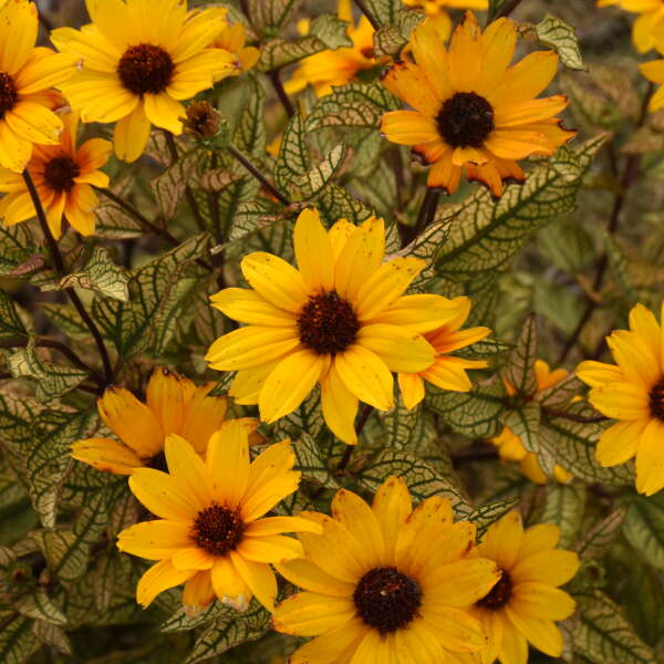 Heliopsis helianthoides 'Touch of Blush' (False Sunflower)