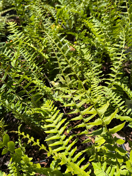 Polystichum acrostichoides (Christmas Fern)