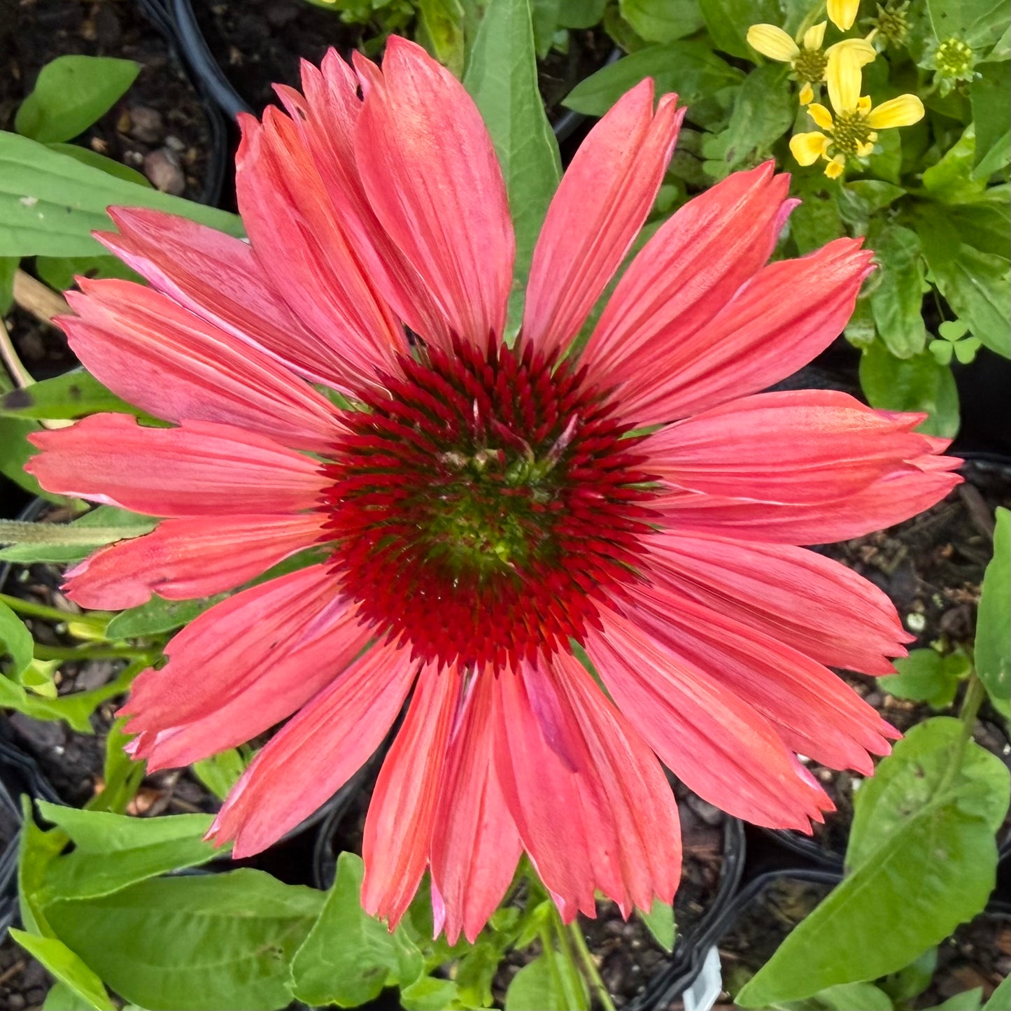 Echinacea x 'Sunmagic Vintage Watermelon’ (Coneflower)