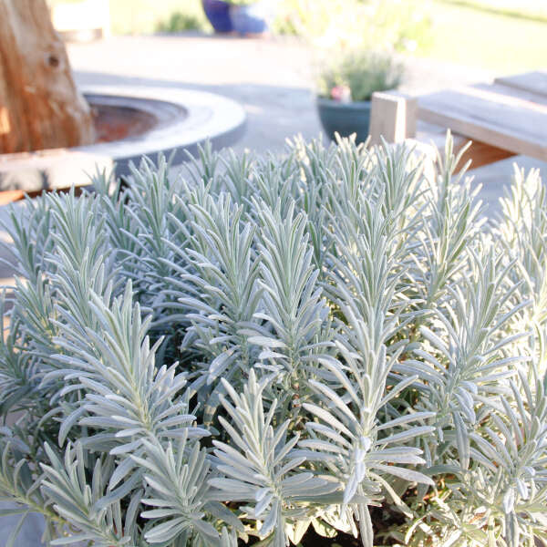 Lavandula x intermedia 'Sensational!®'