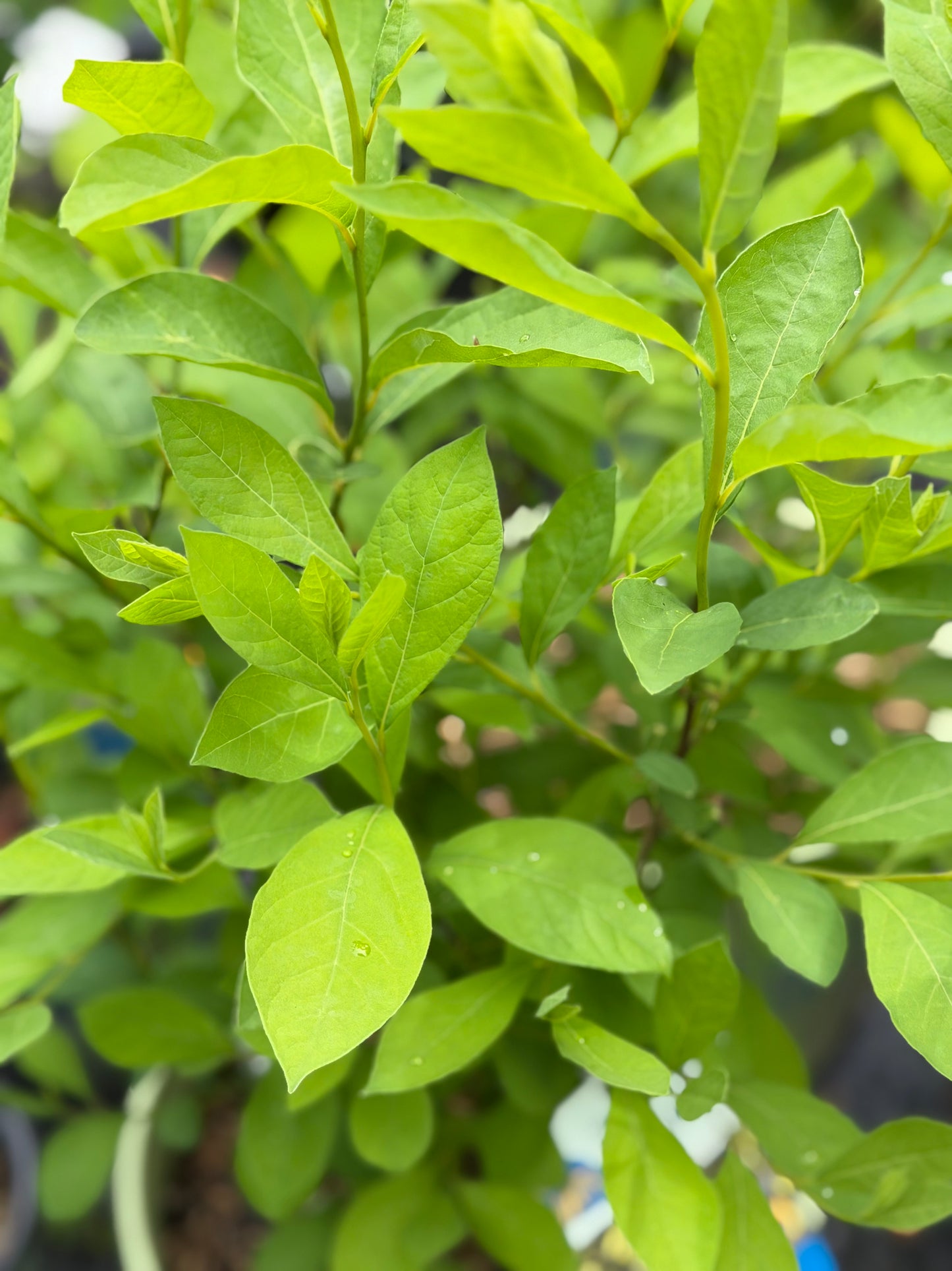 Lindera benzoin (Spicebush)