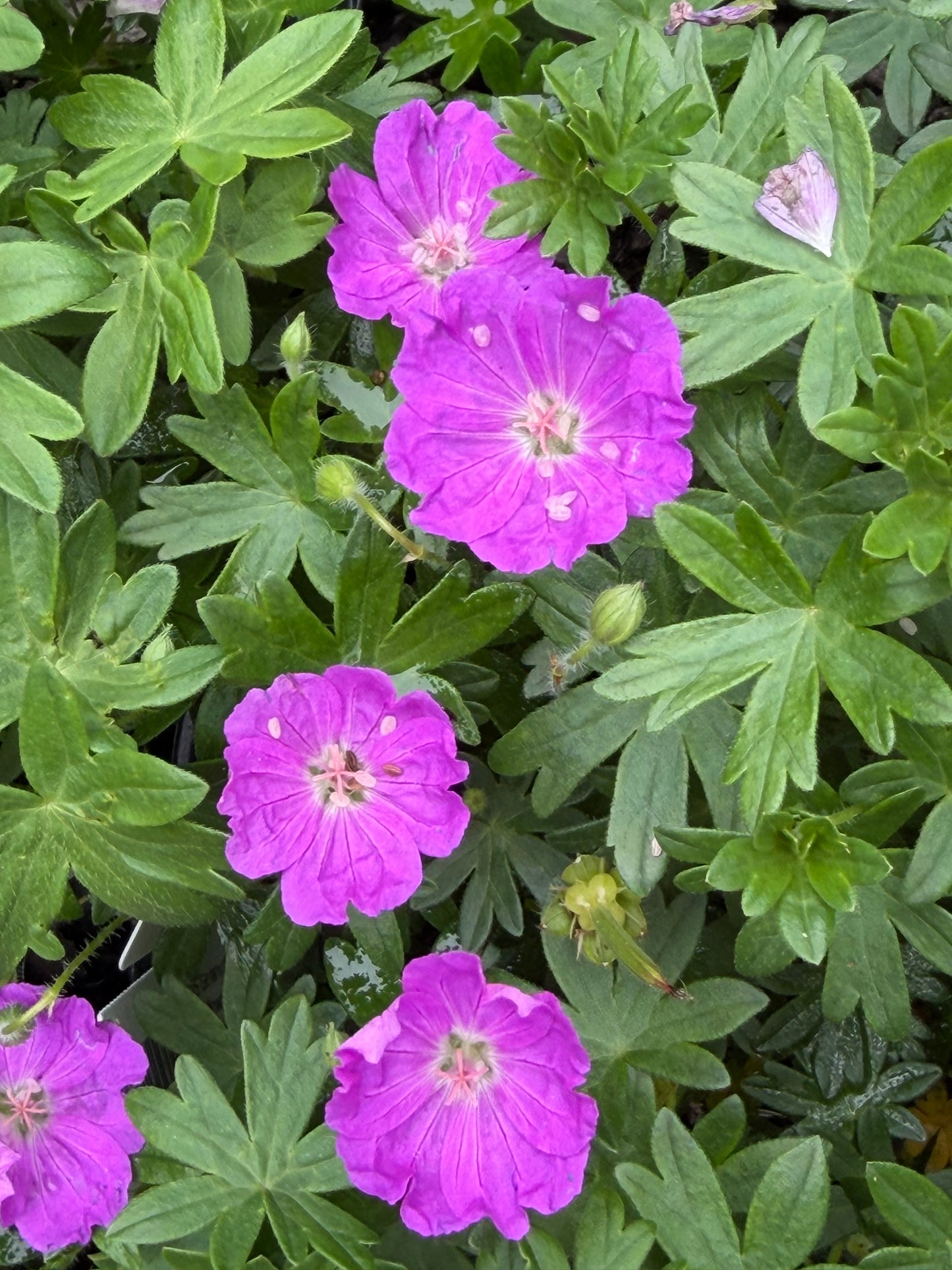 Geranium sanguineum 'Max Frei'