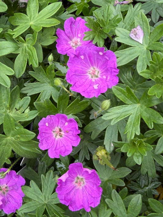 Geranium sanguineum 'Max Frei'