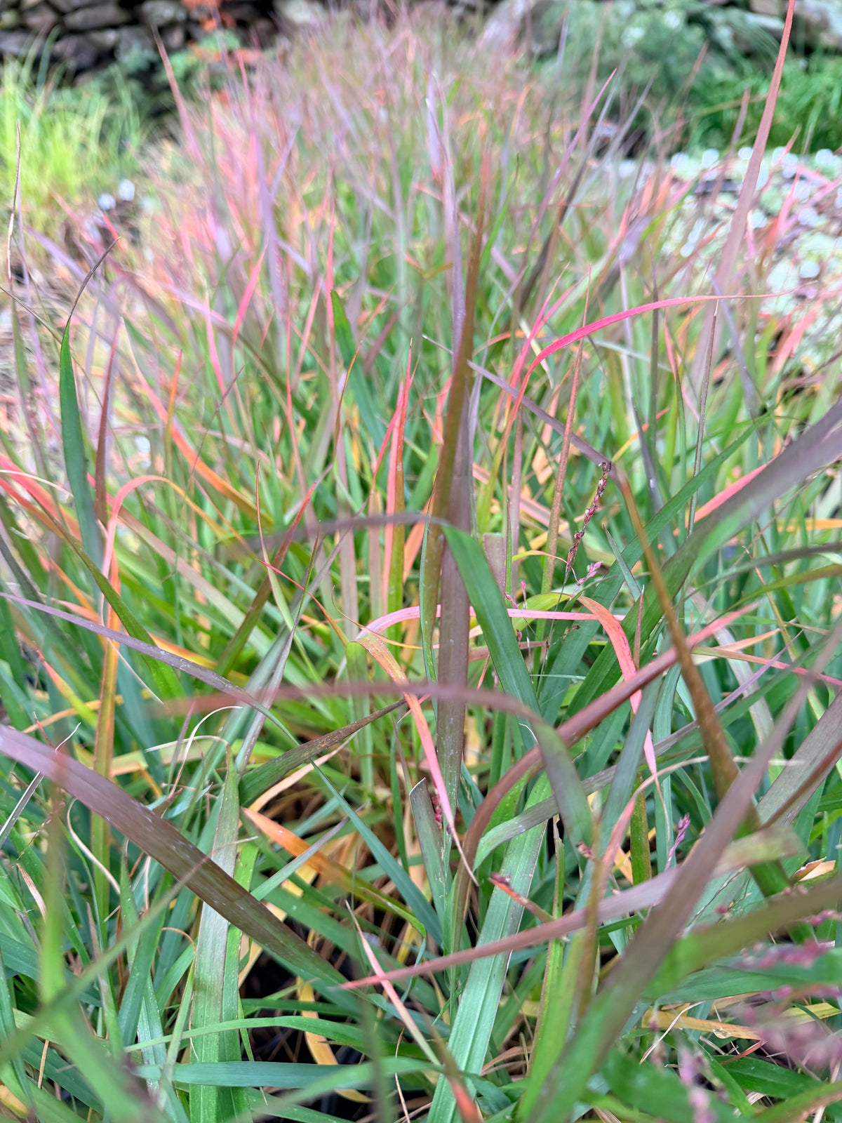 Panicum virgatum 'Dream Catcher® Smoky Rose®' (Switch Grass)