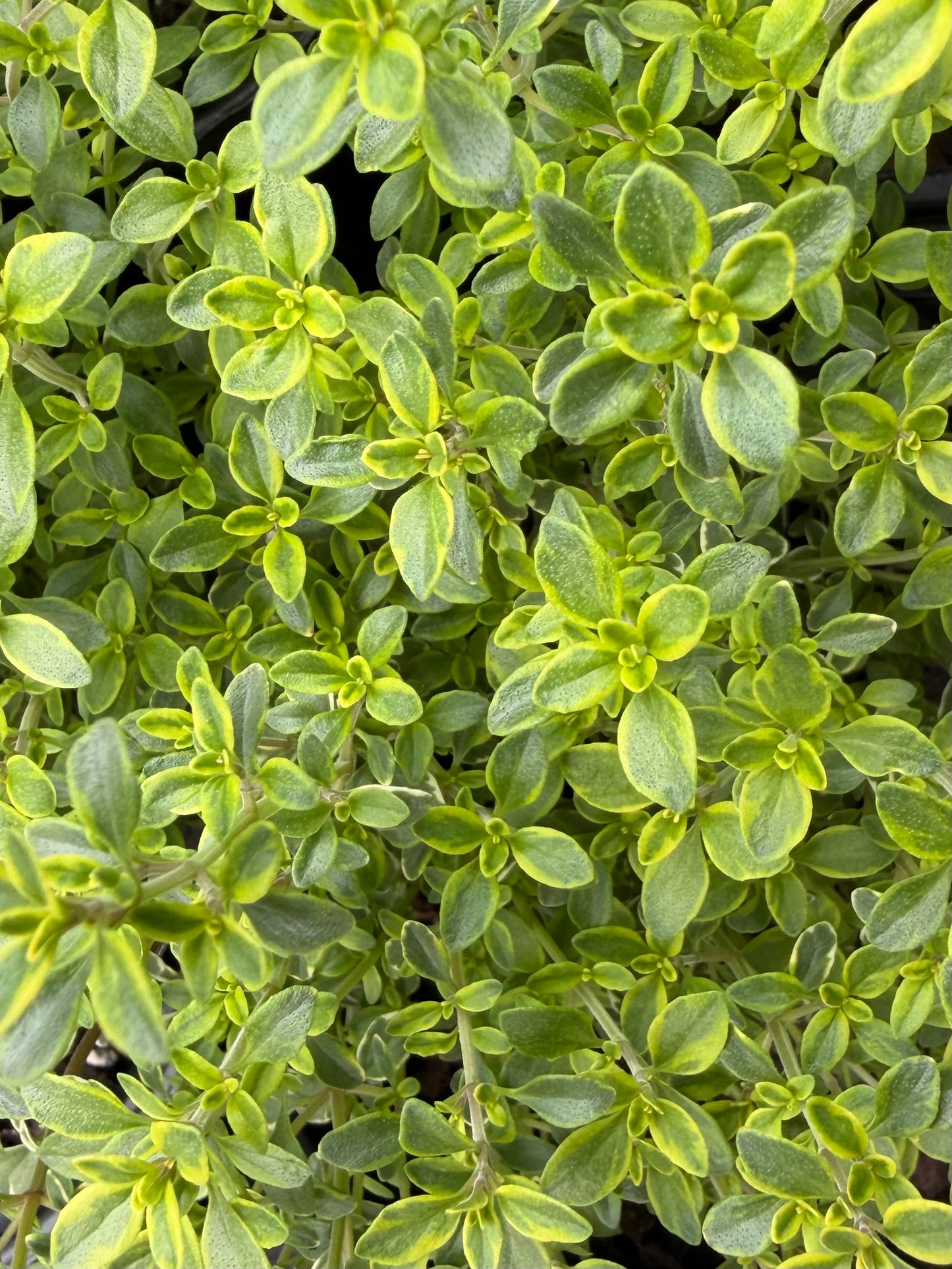 Thymus x citriodorus aureus var. 'Golden Lemon'