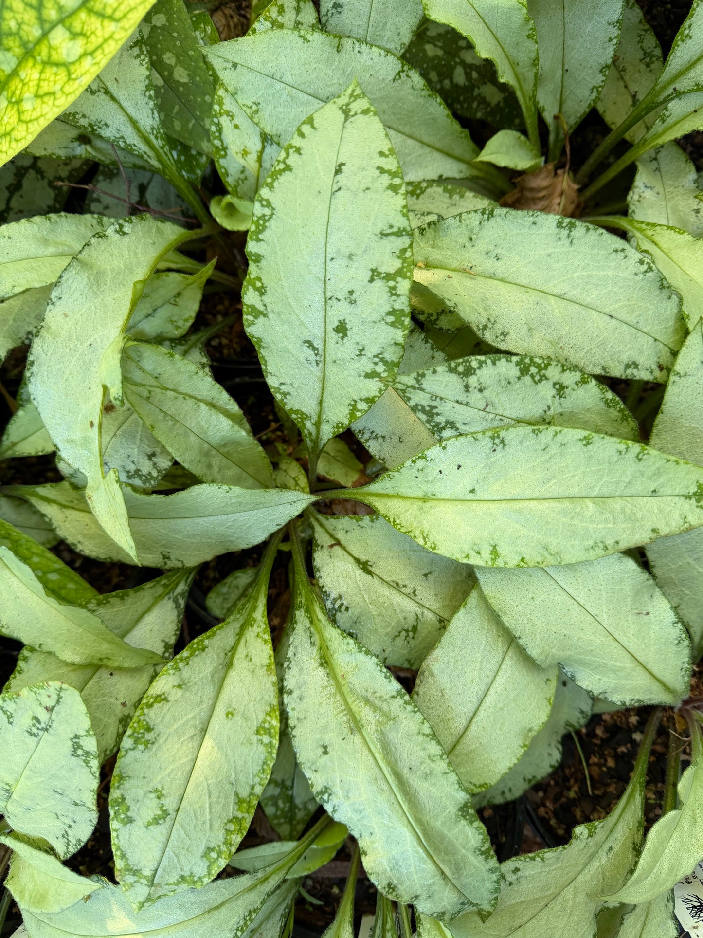 Pulmonaria x ‘Silver Scimitar’ (Lungwort)