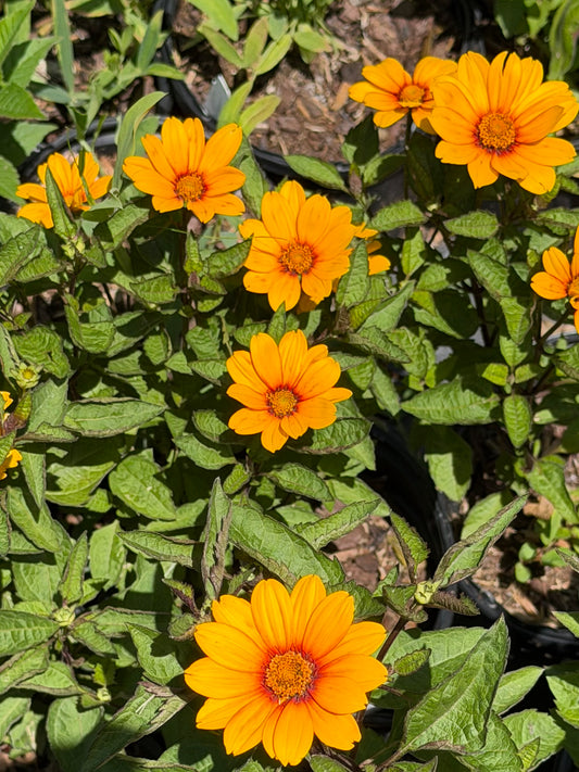 Heliopsis helianthoides 'Sunopsis Sunspot' (False Sunflower)