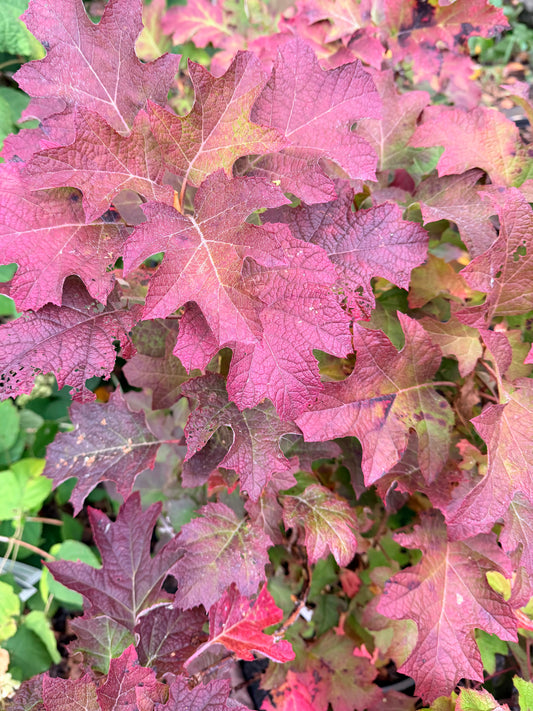 Hydrangea quercifolia 'Ruby Slippers' (Oakleaf Hydrangea)