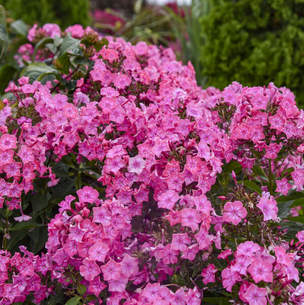 Phlox paniculata 'Pink Lightning'