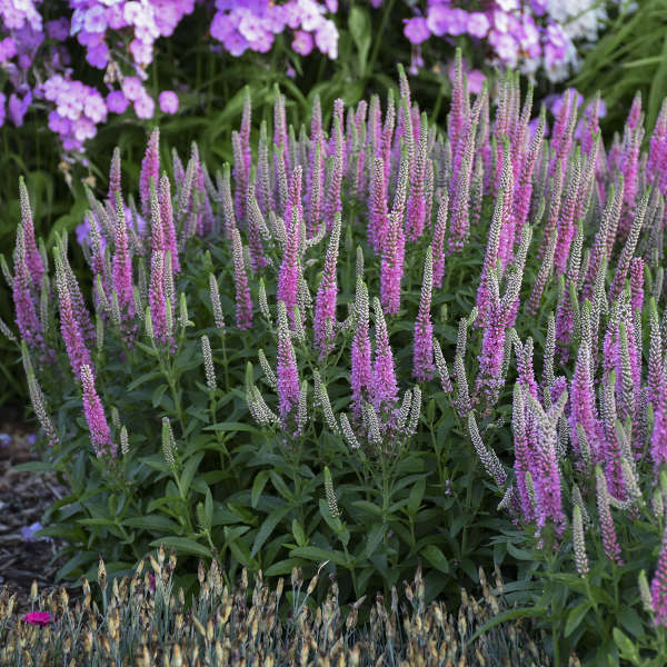Veronica x 'Pink Potion'