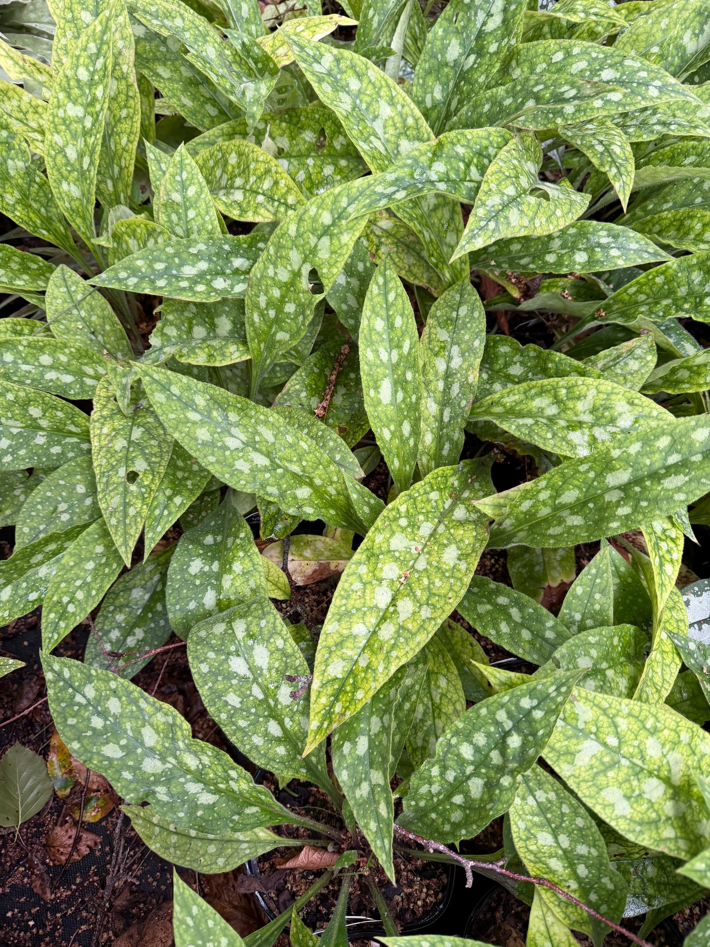 Pulmonaria officinalis 'Lisa Marie'