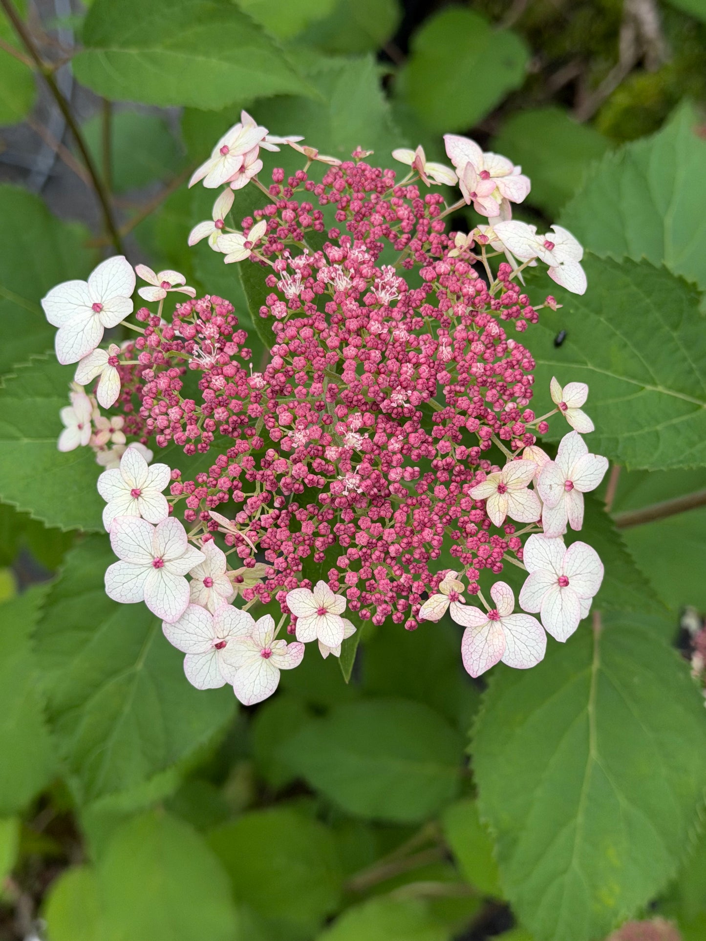 Hydrangea arborescens ‘Pinky Pollen Ring’