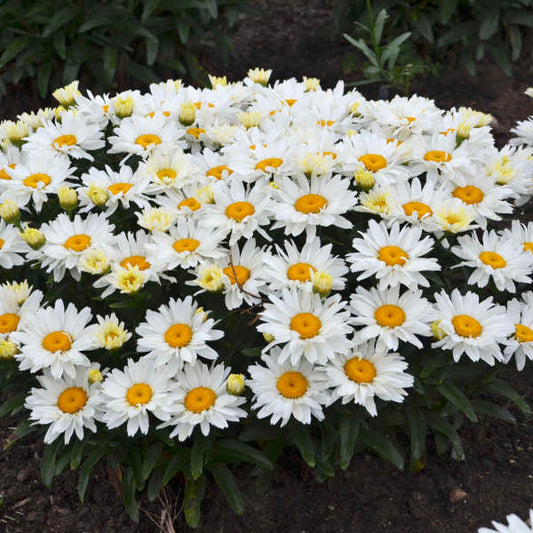 Leucanthemum superbum 'Cream Puff' (Shasta Daisy)