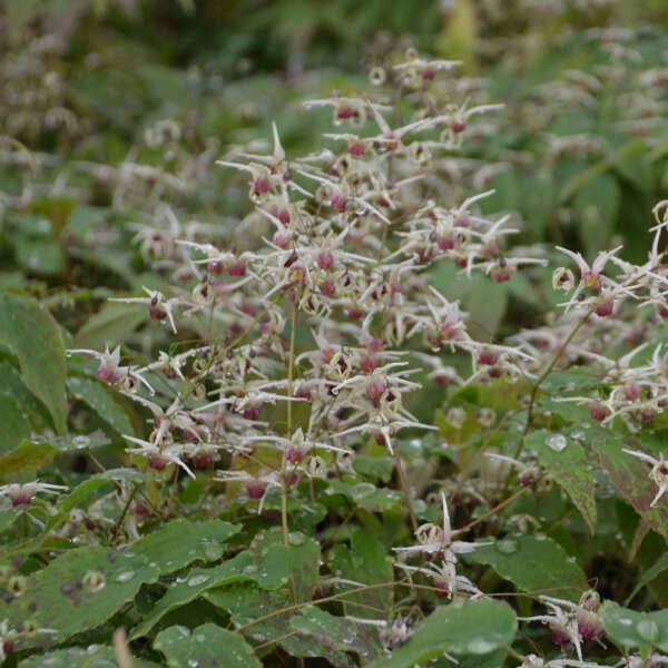 Epimedium x 'Domino'