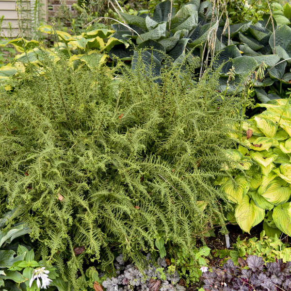 Athyrium filix-femina 'Victoriae' (Lady Fern)