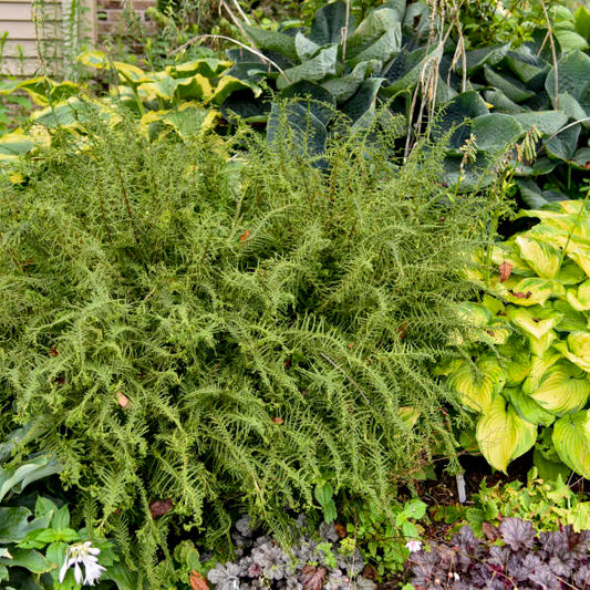 Athyrium filix-femina 'Victoriae' (Lady Fern)