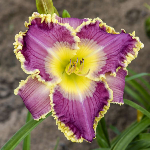 Hemerocallis 'Royal Invitation' (Daylily)