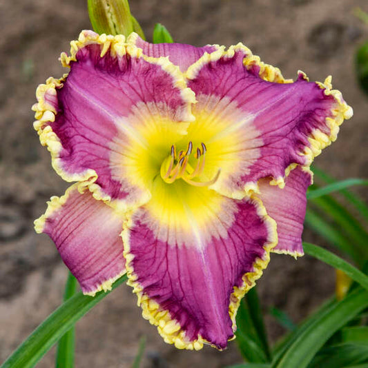 Hemerocallis 'Royal Invitation' (Daylily)