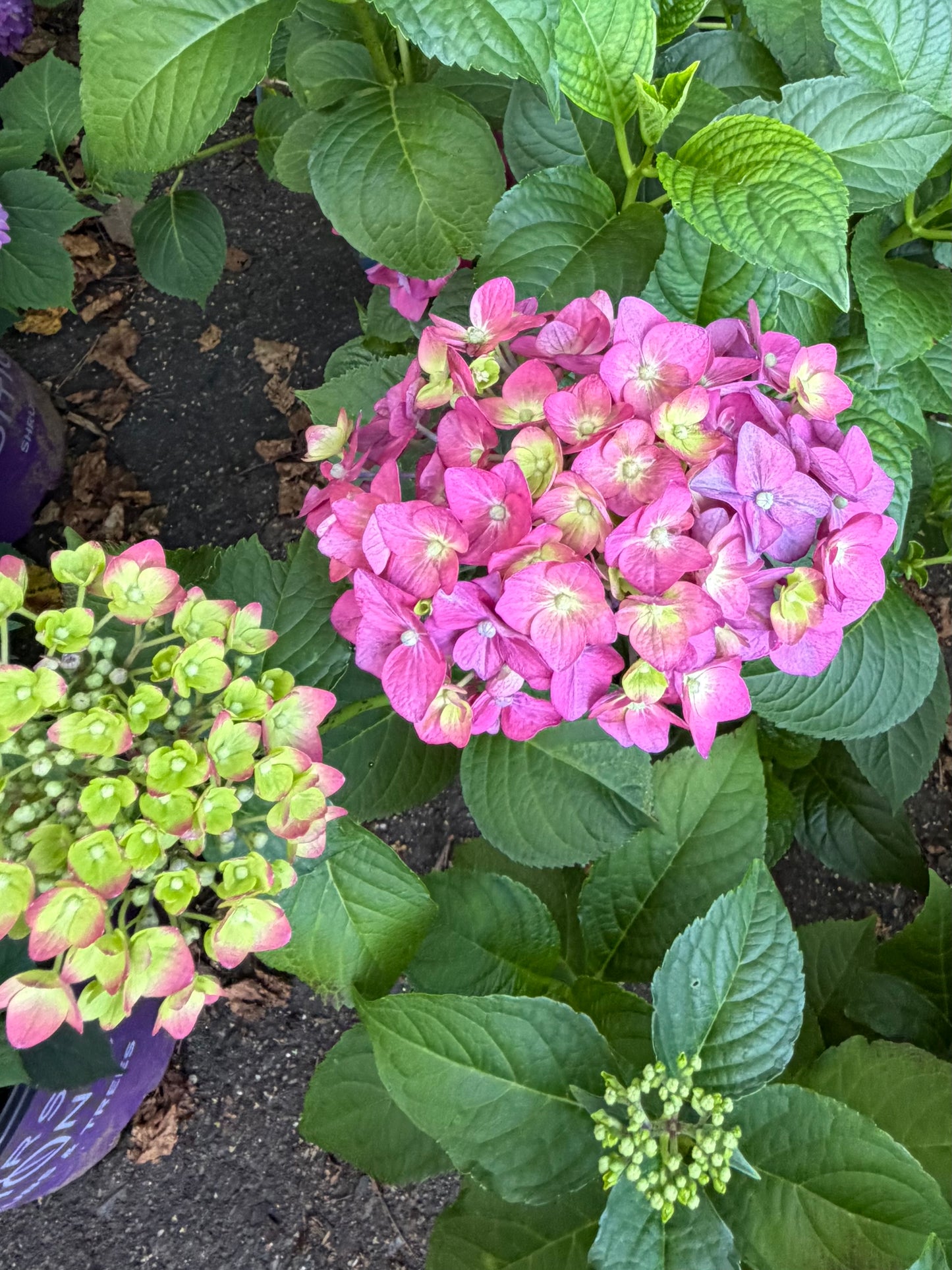 Hydrangea macrophylla Endless Summer® 'Summer Crush'