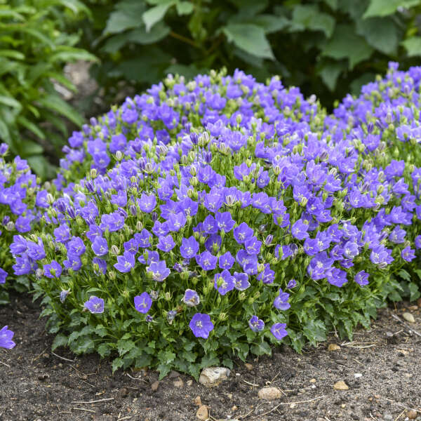 Campanula carpatica 'Midnight' (Bellflower)