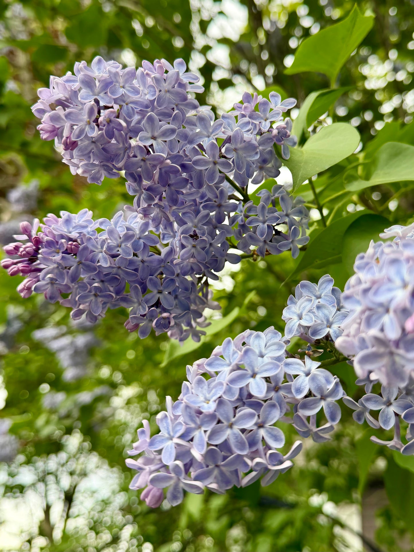 Syringa vulgaris 'President Lincoln' - Lilac