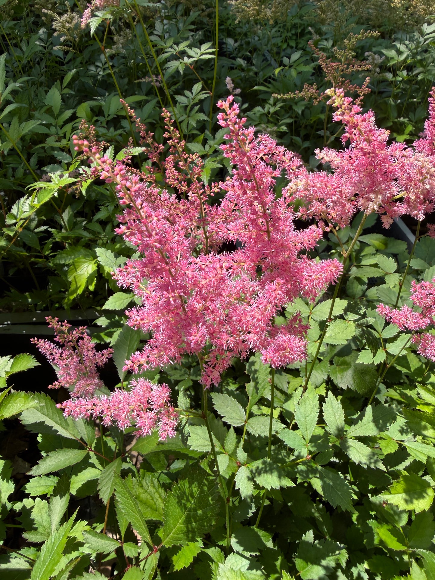 Astilbe arendsii 'Catherine Deneuve'