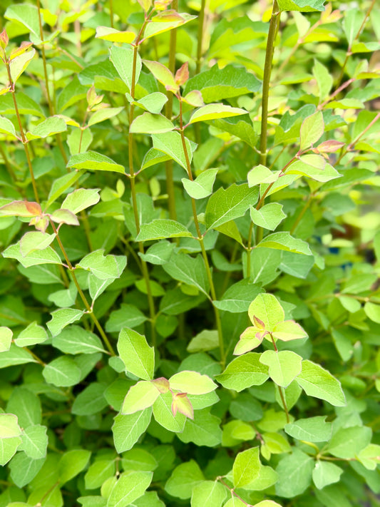 Symphoricarpos x doorenbosii Candy™ (Snowberry)