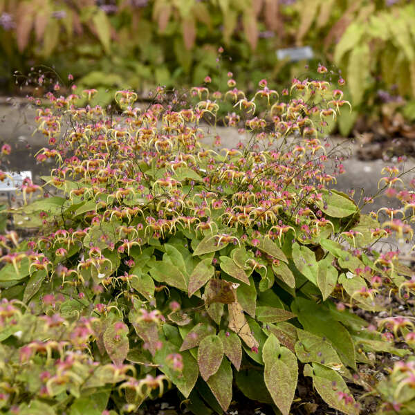 Epimedium x 'Dream Catcher'